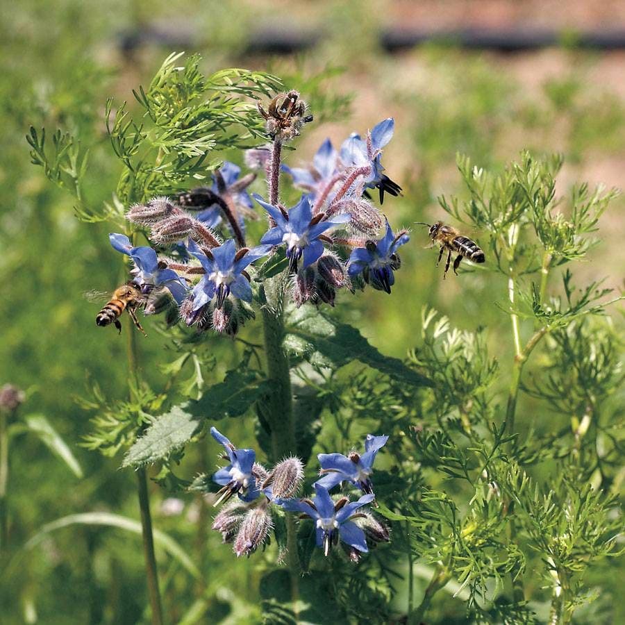 Pollinator Herb Seed Mixture