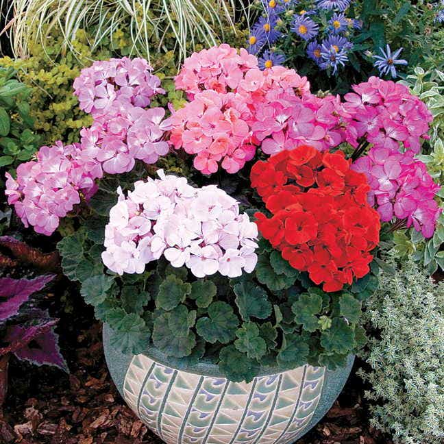 Geranium Nano™ Deep Rose Seeds