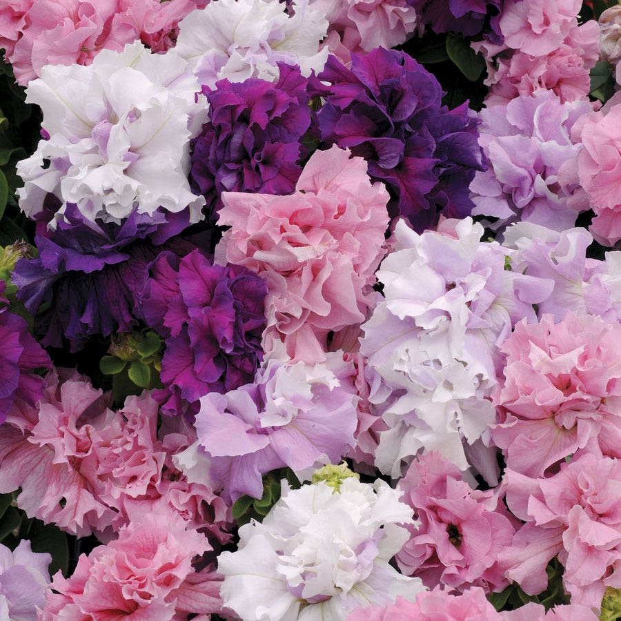 Double Cascade Mixture Double Petunia Seeds
