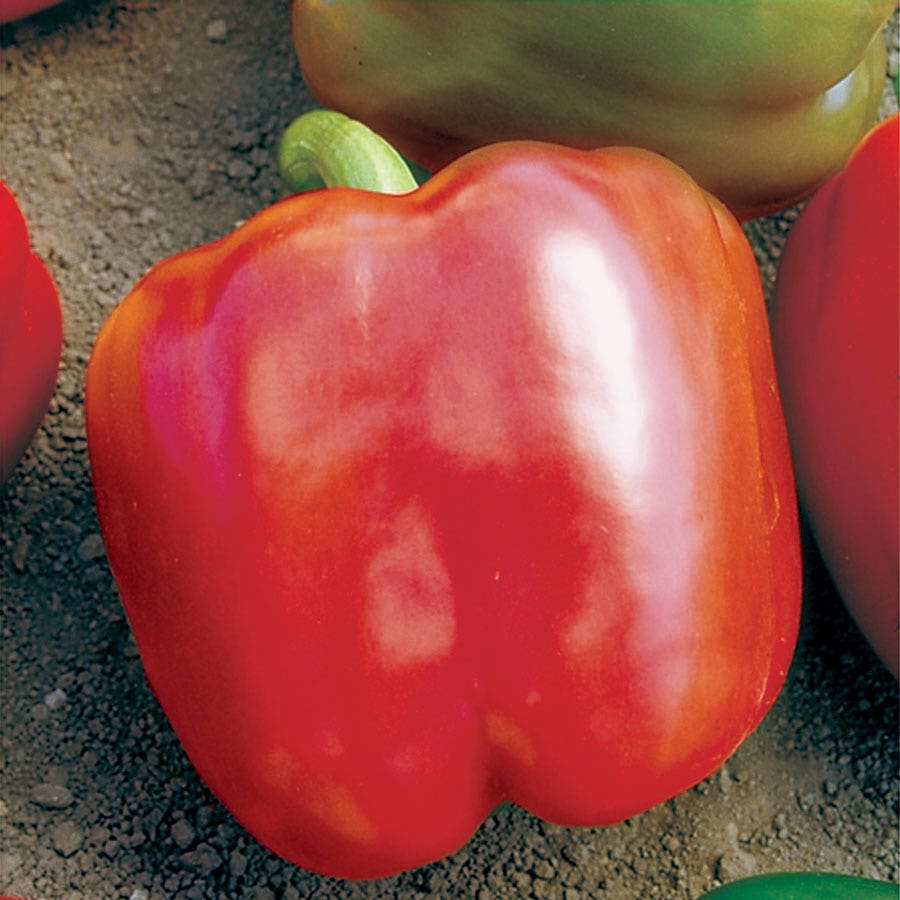 Red Knight X3R Hybrid Pepper Seeds