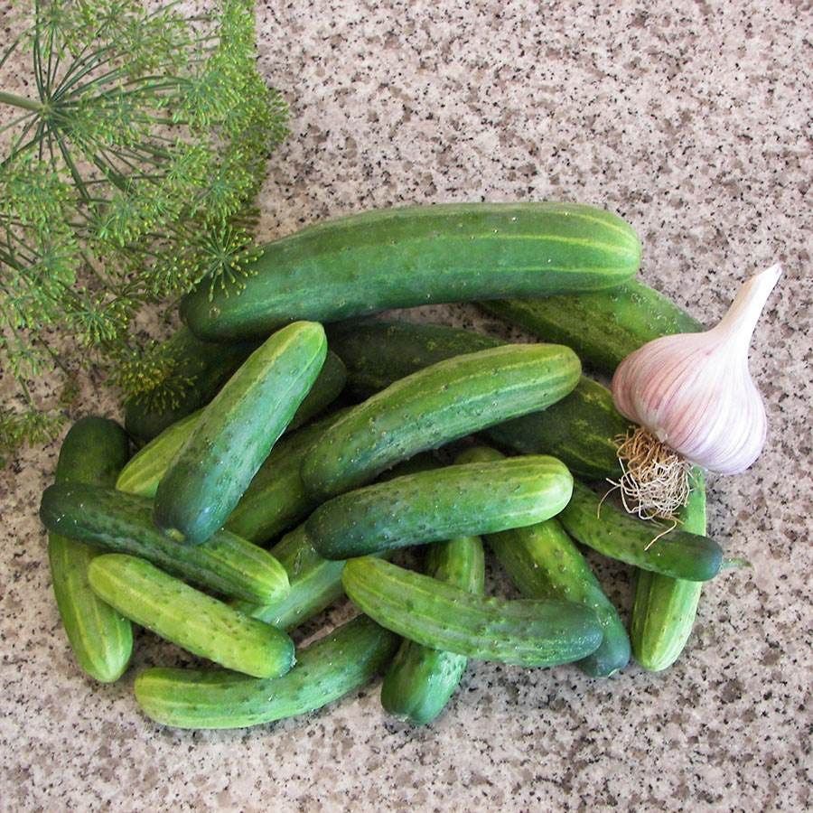 Straight Eight Cucumber Seeds