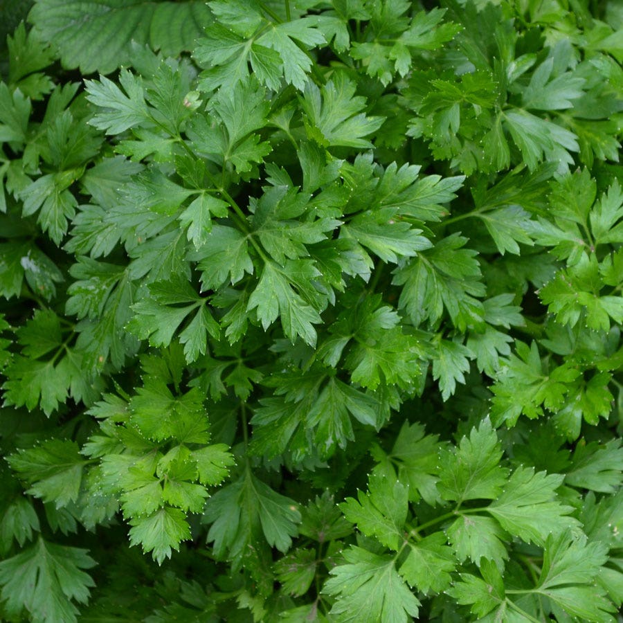 Italian Plain Leaf Parsley Seeds
