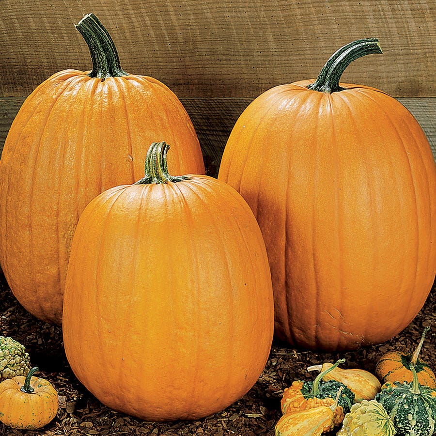 Howden Pumpkin Seeds