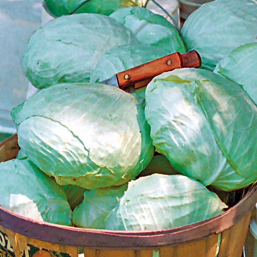 Tropic Giant Hybrid Cabbage Seeds