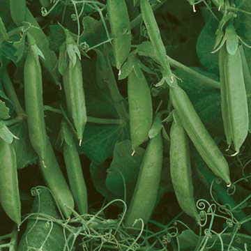 Sugar Lace II Pea Seeds