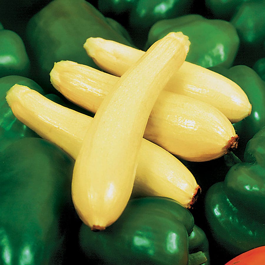 Enterprise Hybrid Squash Seeds