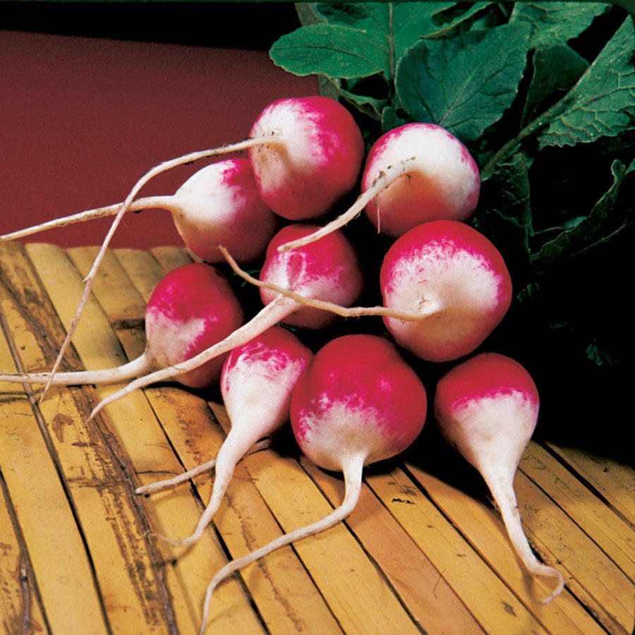 Sparkler Organic Radish Seeds