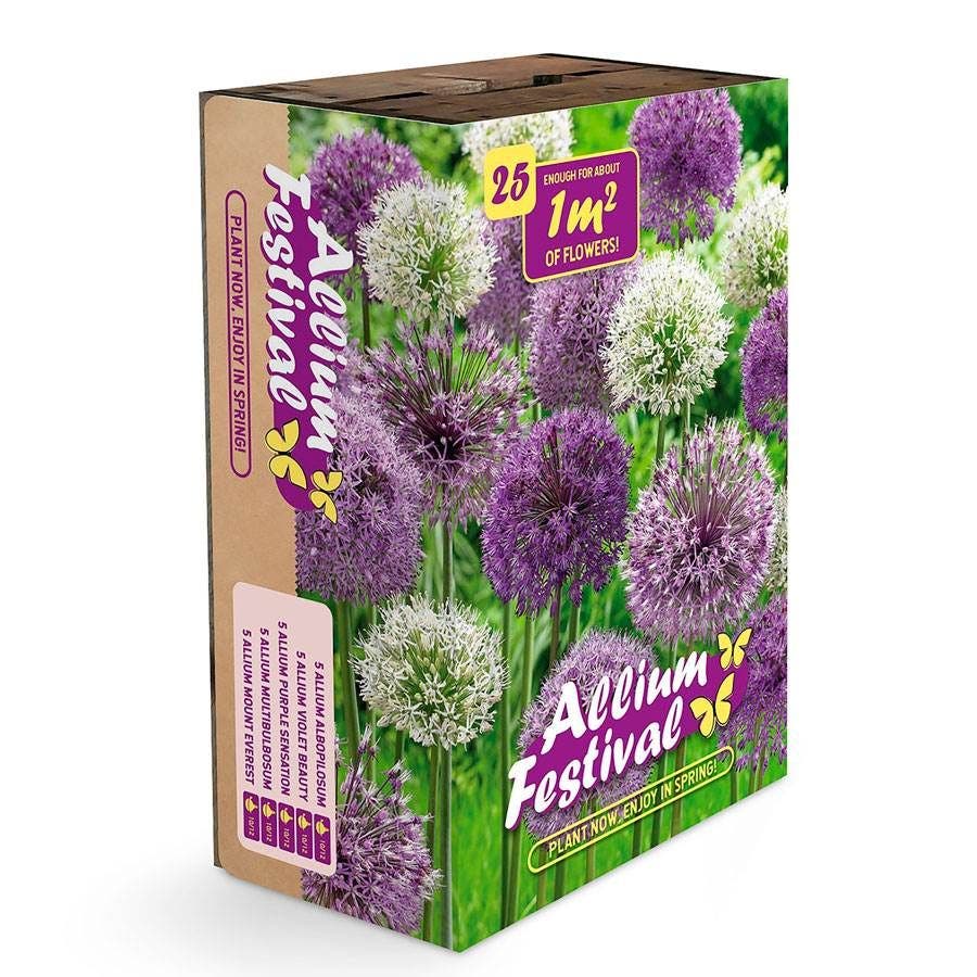 Ornamental Onion Bulbs Festival Box Set of 25
