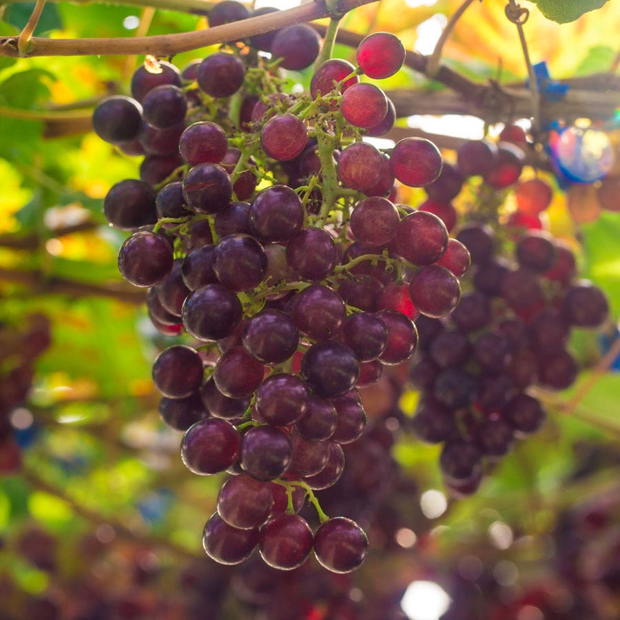 Grape 'Suffolk Red'