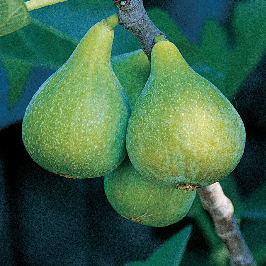 Desert King Fig