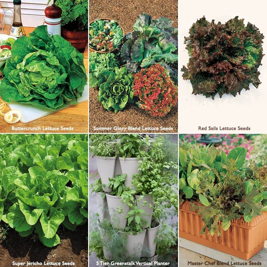 Best Lettuce Seed Bundle
