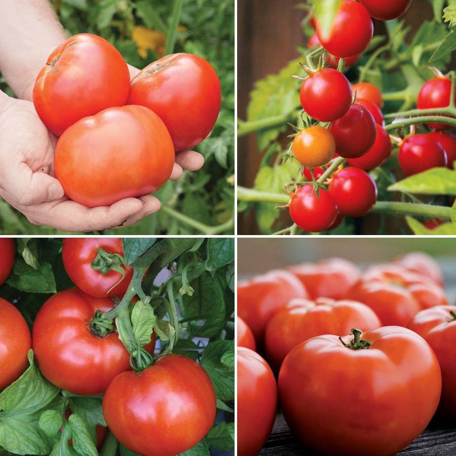 Park Seed Exclusive Tomato Seed Bundle