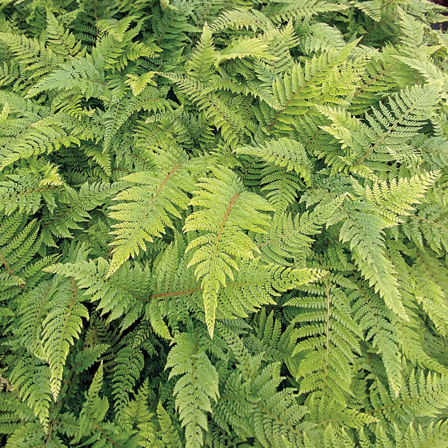 Polystichum 'Plumosomultilobum'