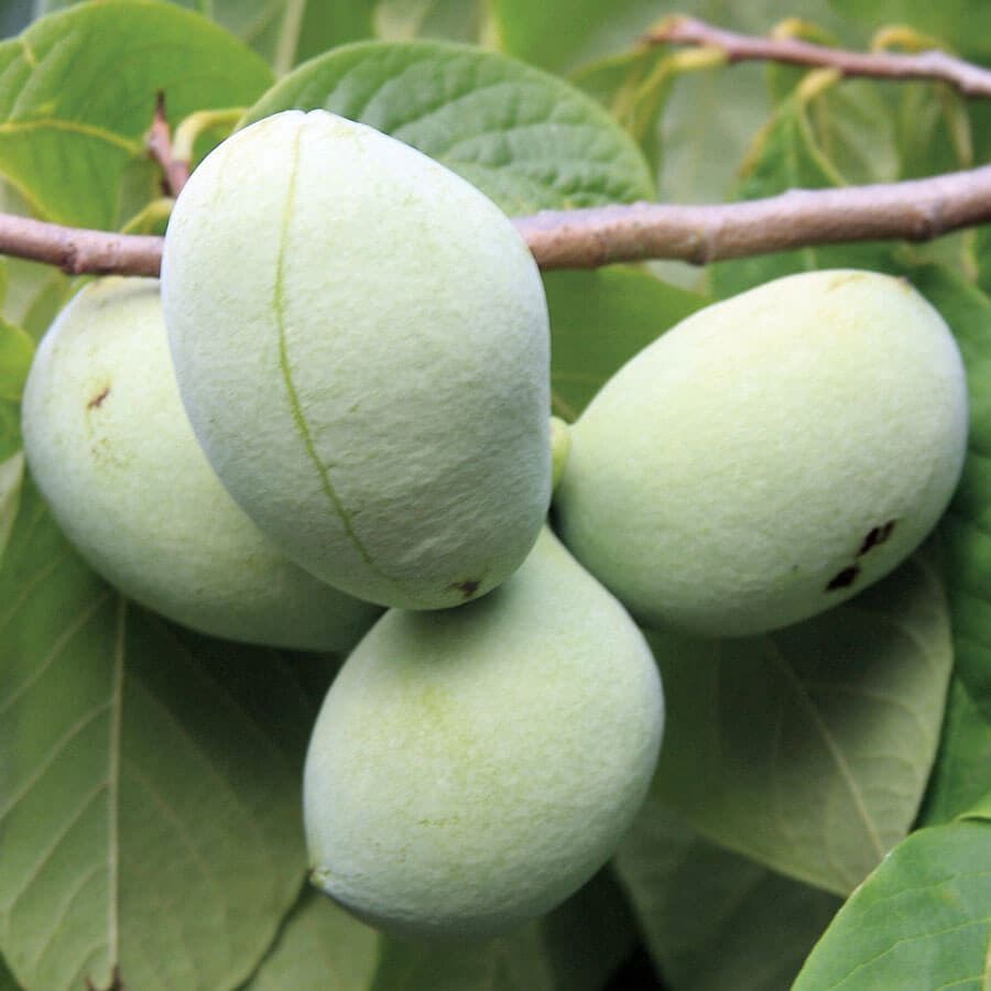 Asimina 'Susquehanna'® PawPaw