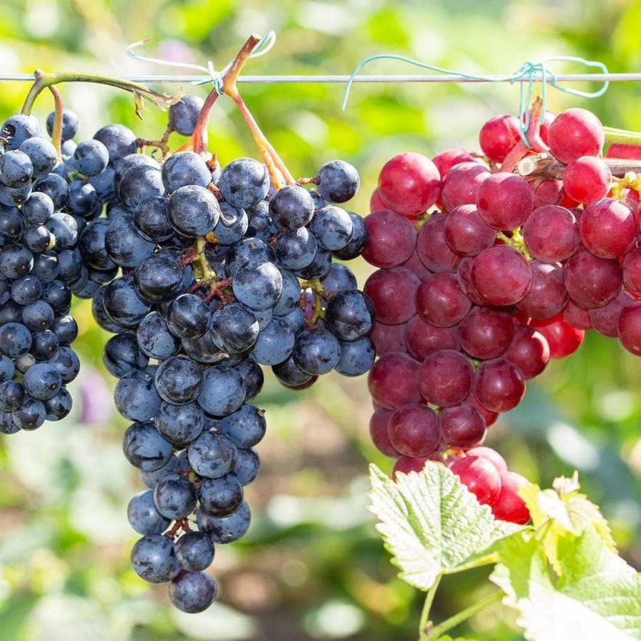 Seedless Grape Duo