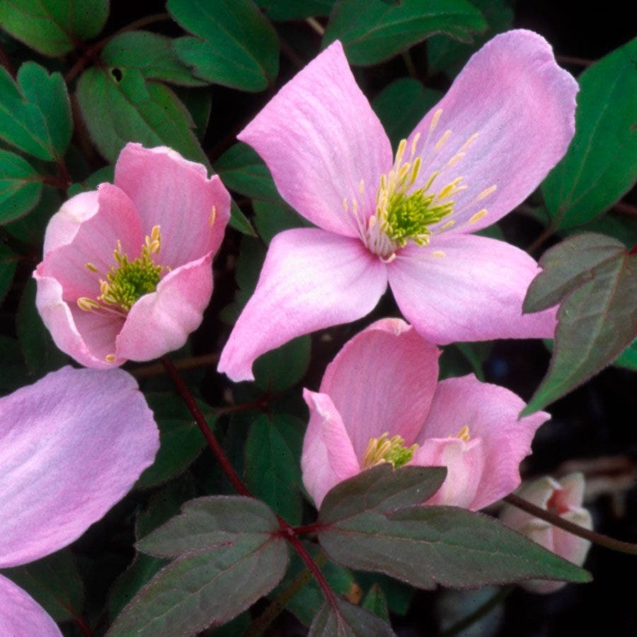 Clematis 'Elizabeth'
