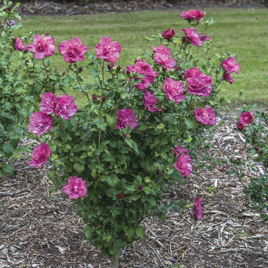 Hibiscus Magenta Chiffon® Rose of Sharon