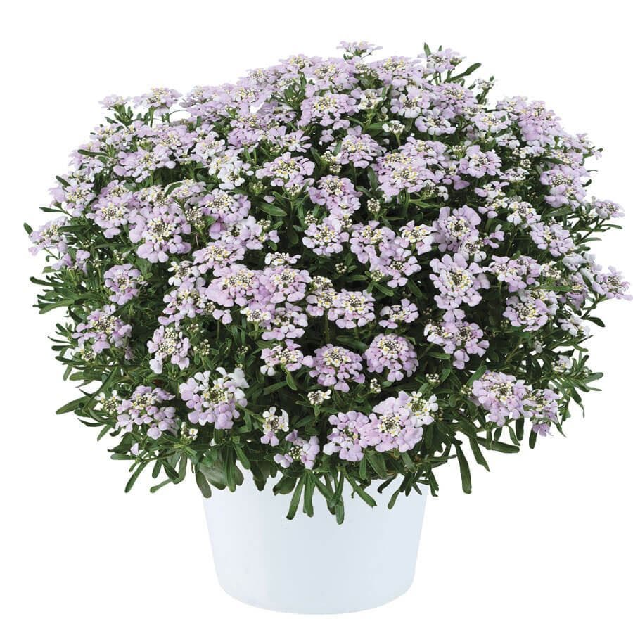 Iberis First Flush™ Lavender