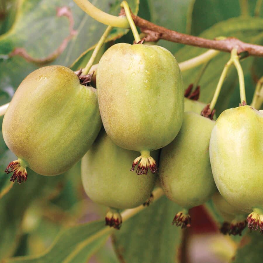 Actinidia Kiwi Kit Hardy & 'Anna'