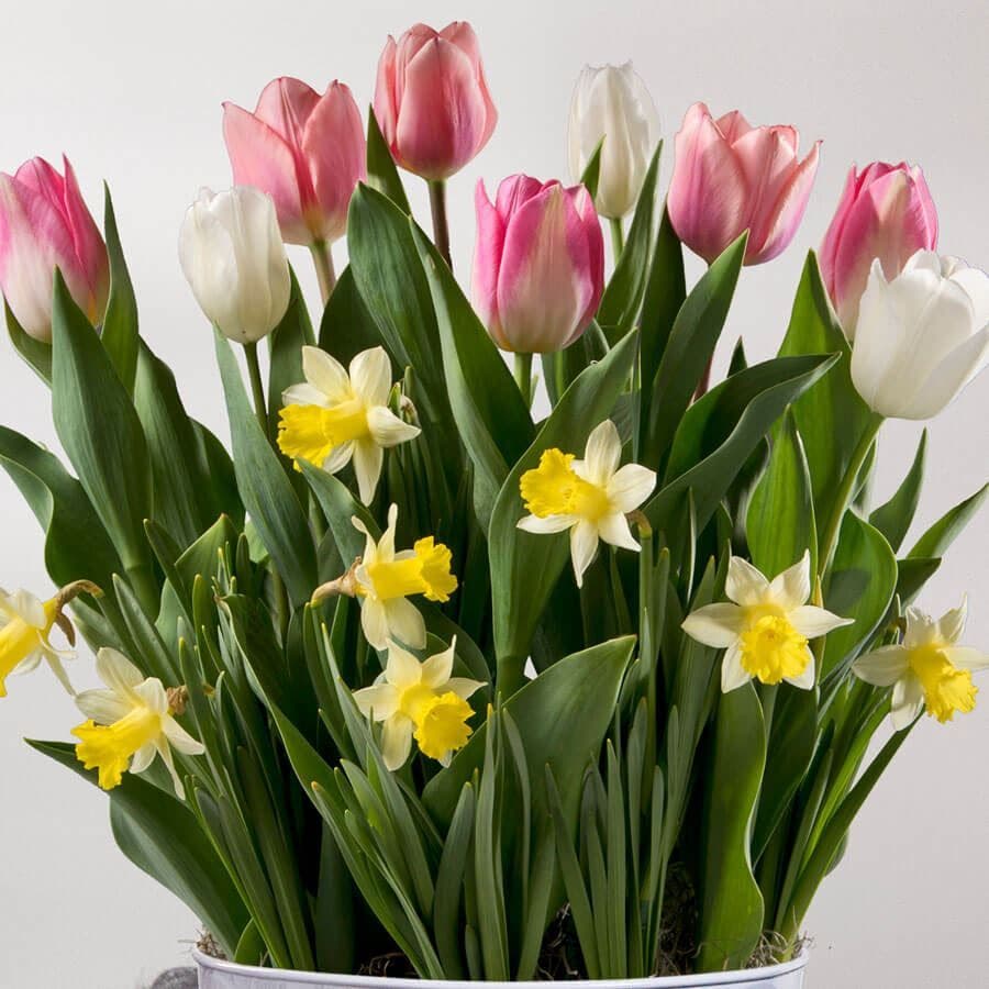 Cheerful Day Bulb Garden
