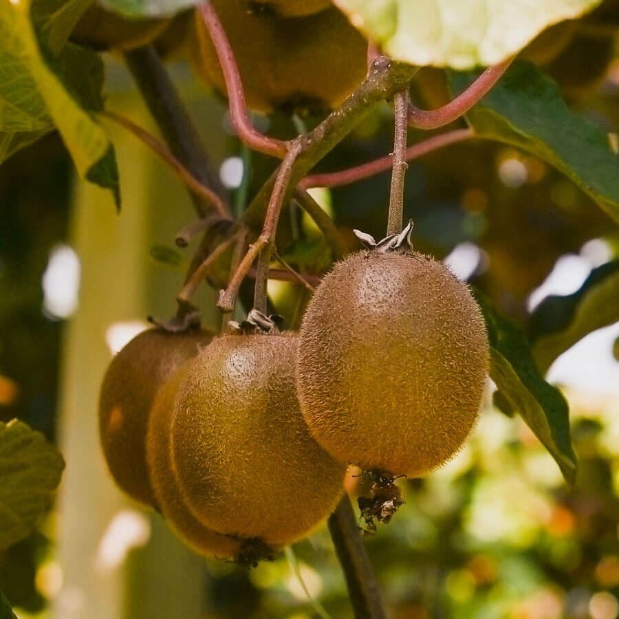 Actinidia Kiwi Kit Fuzzy & Saanichton