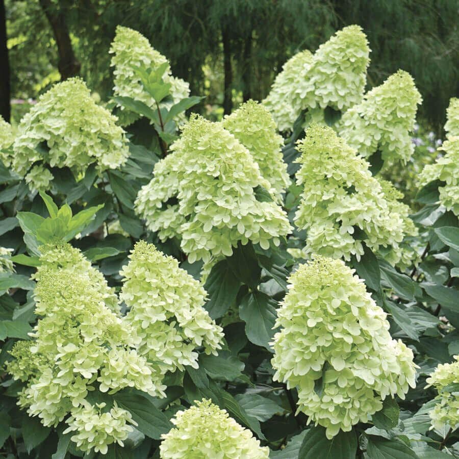 Hydrangea LIMELIGHT PRIME™