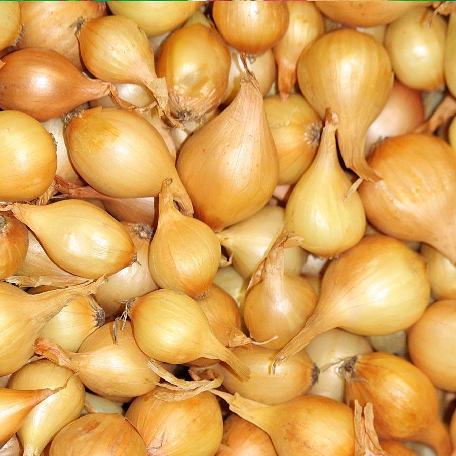 Sweet Onion Sets