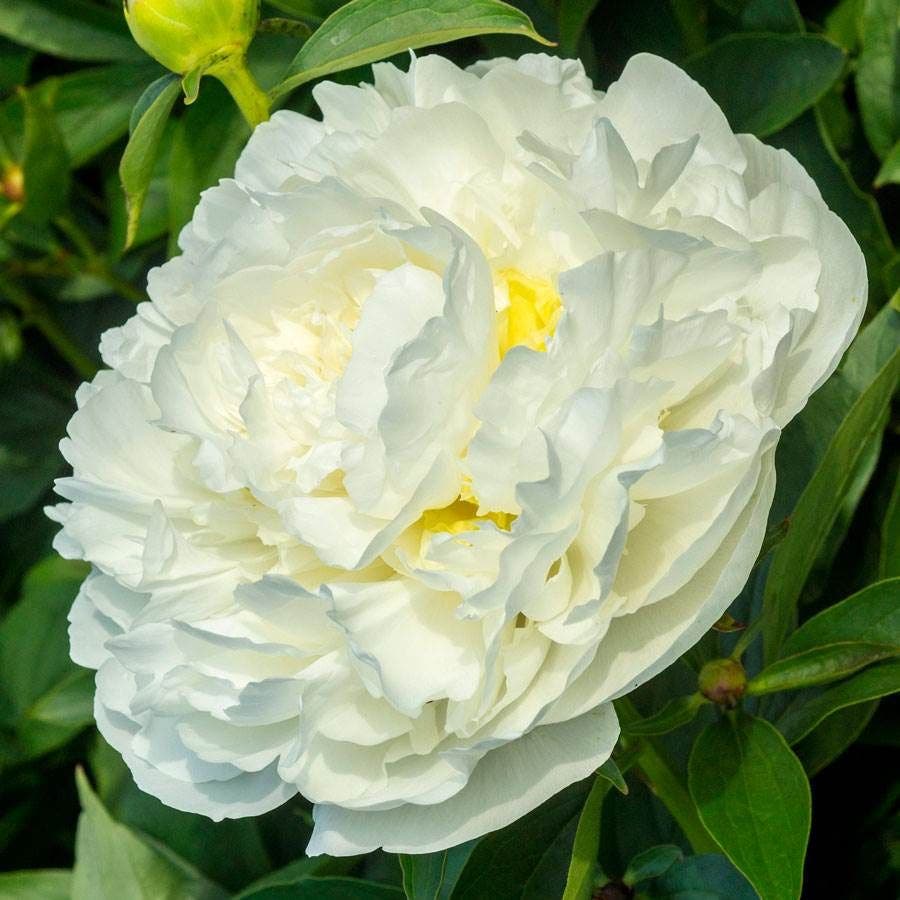 'Duchesse de Nemours' Peony