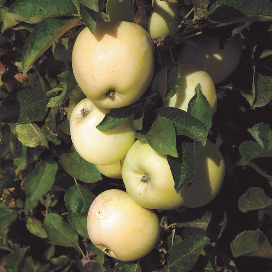 Malus White Icicle™ Columnar Apple