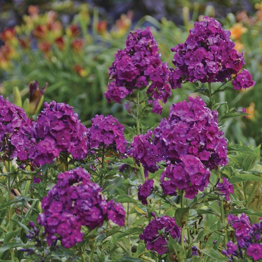 Phlox 'Nicky'