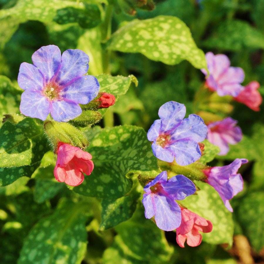 Pulmonaria 'Margery Fish'
