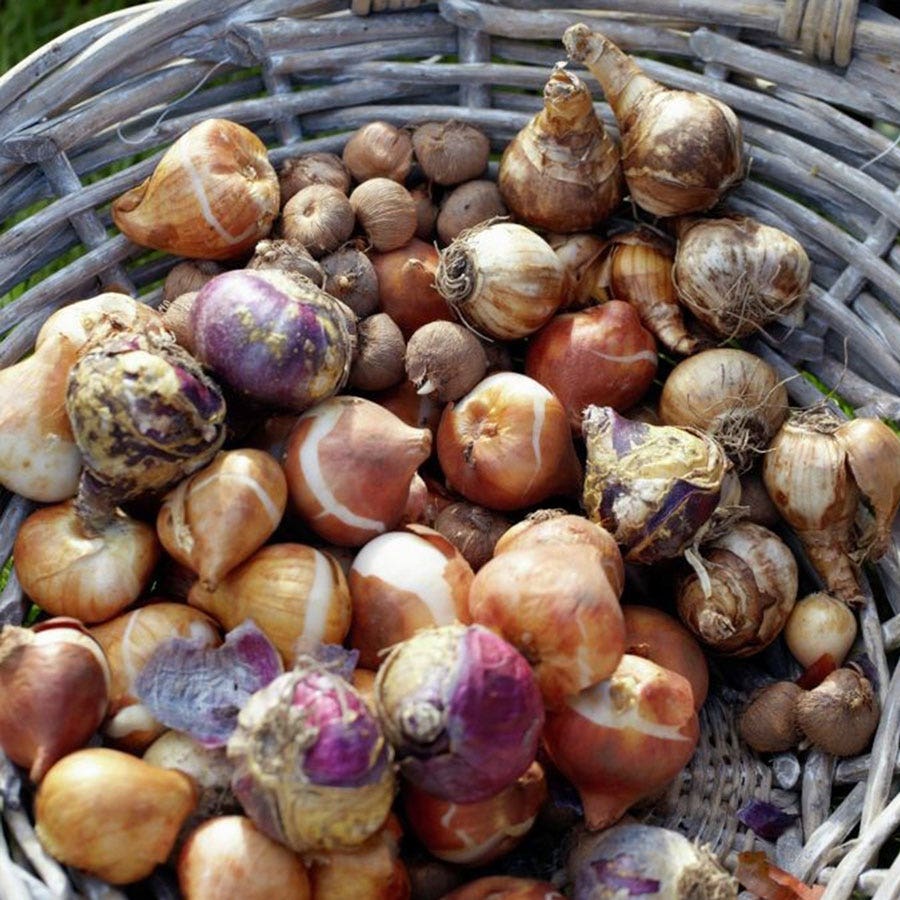 Vintage Spring Bulb Garden Blend