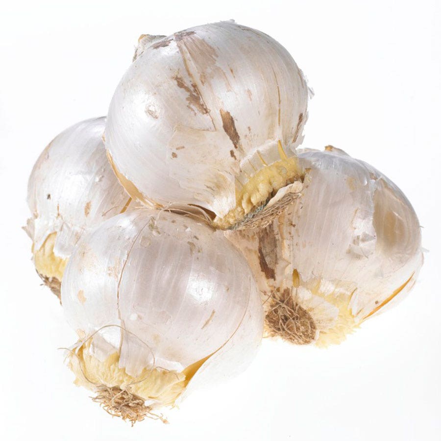 Allium karataviense Ornamental Onion Bulbs