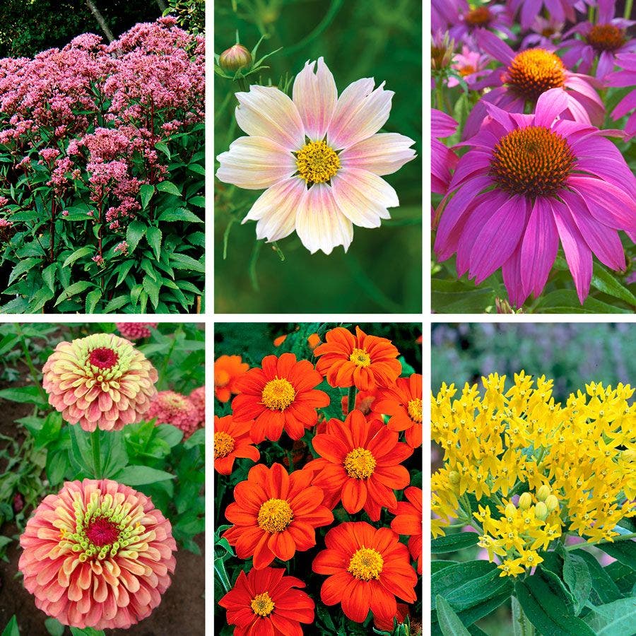 Park's Butterfly Lovers Seed Collection