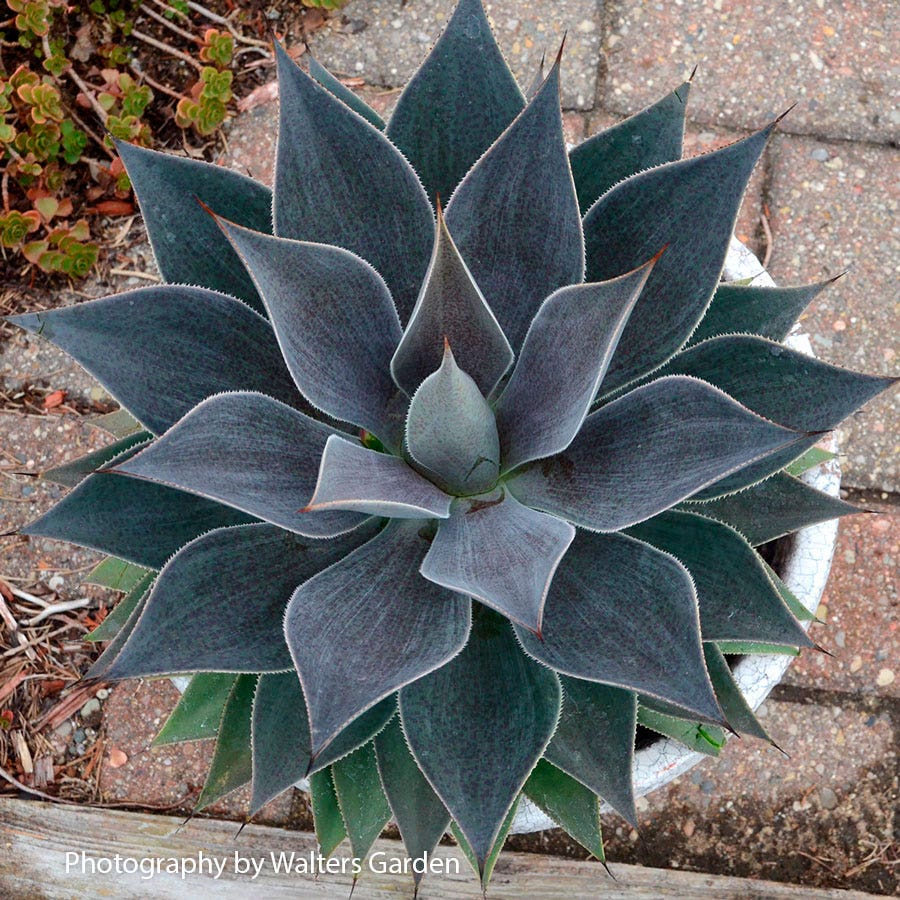 Mangave Mad About Mangave® 'Frosted Elegance'