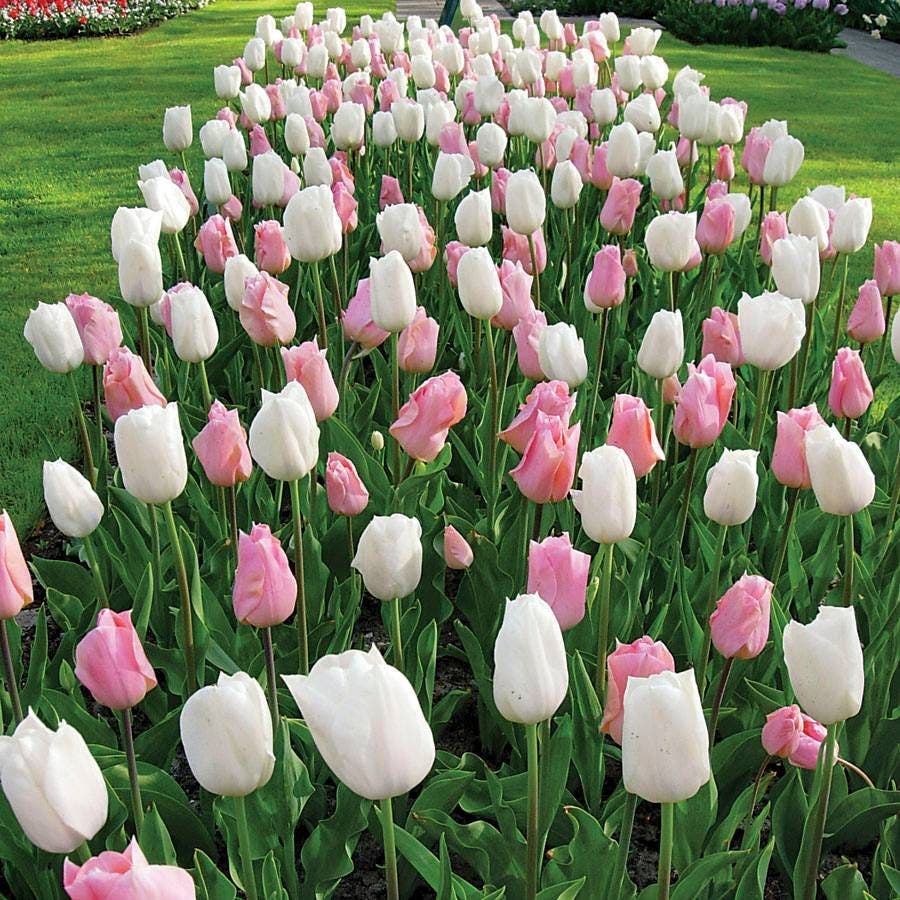 Tulip Marshmallow Fields Mix