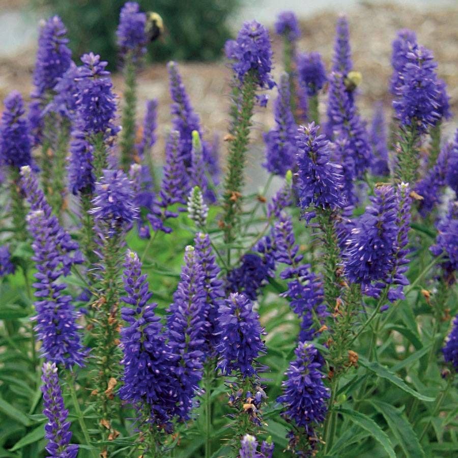 Moody Blues® Dark Blue Speedwell