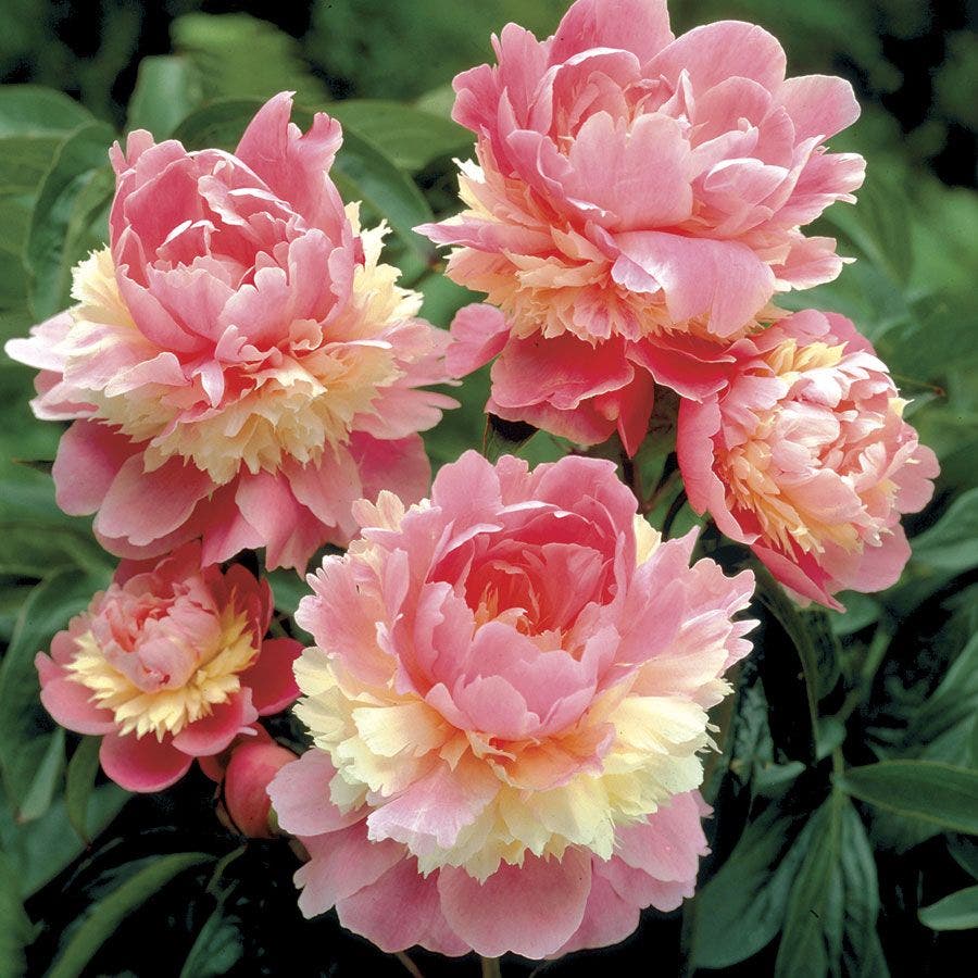Paeonia 'Sorbet' Peony