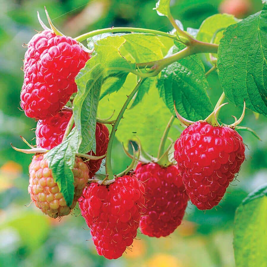 Rubus 'Caroline'