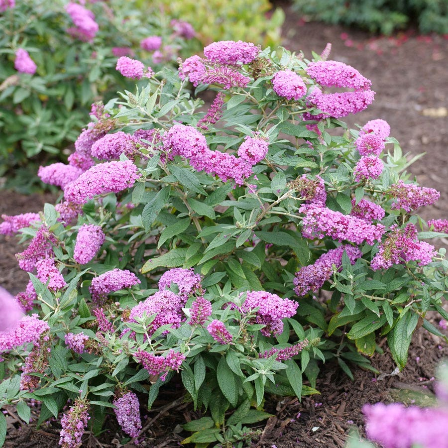 Buddleia Pugster Pinker® Butterfly Bush