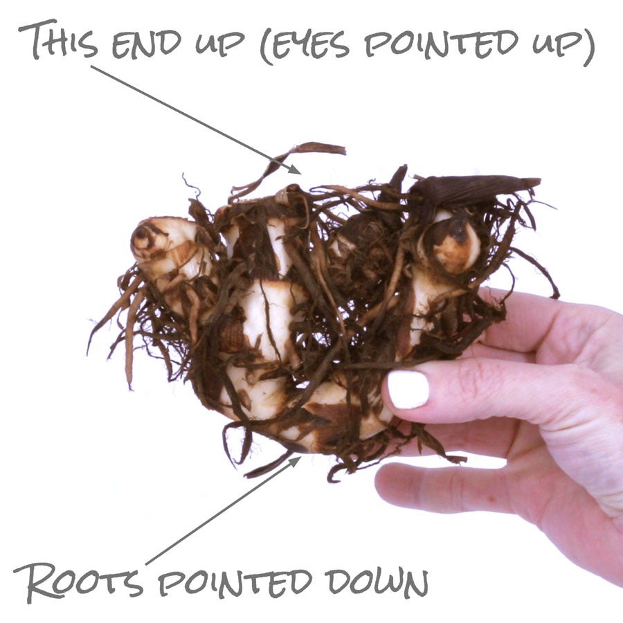 Canna 'Cleopatra' Bulbs