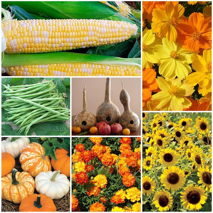 Children's Garden Seed Bundle