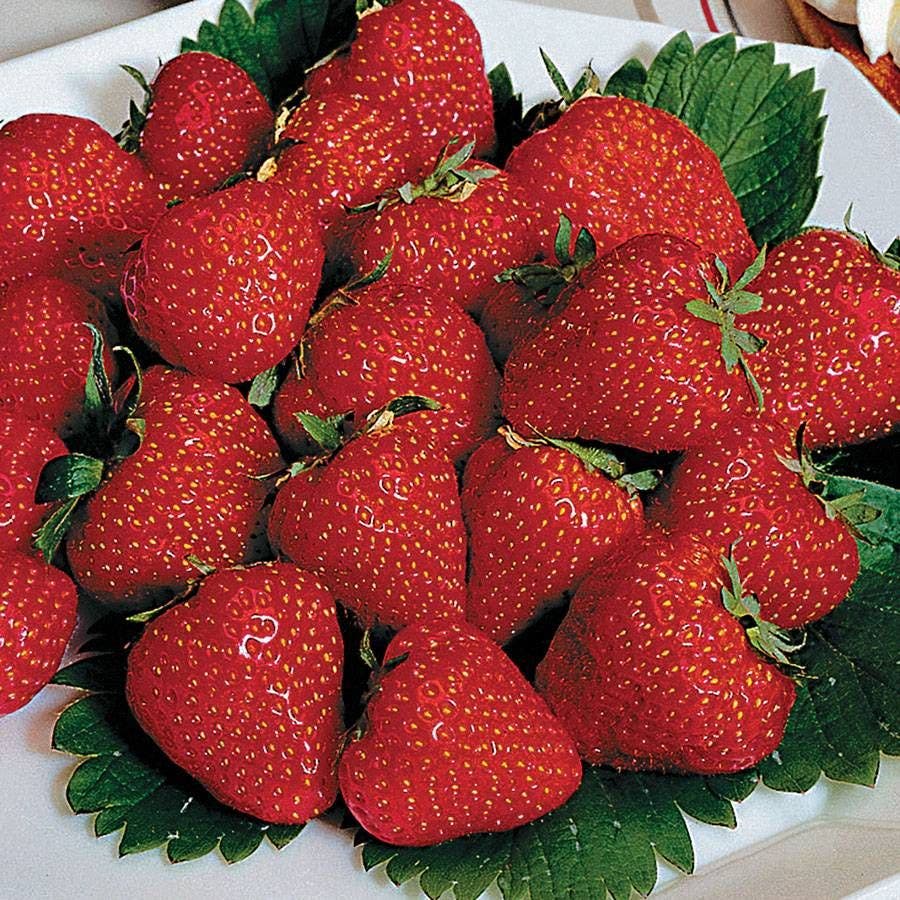 Fragaria 'Jewel'