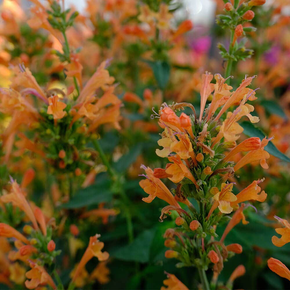 Arizona™ Sandstone Hyssop Seeds