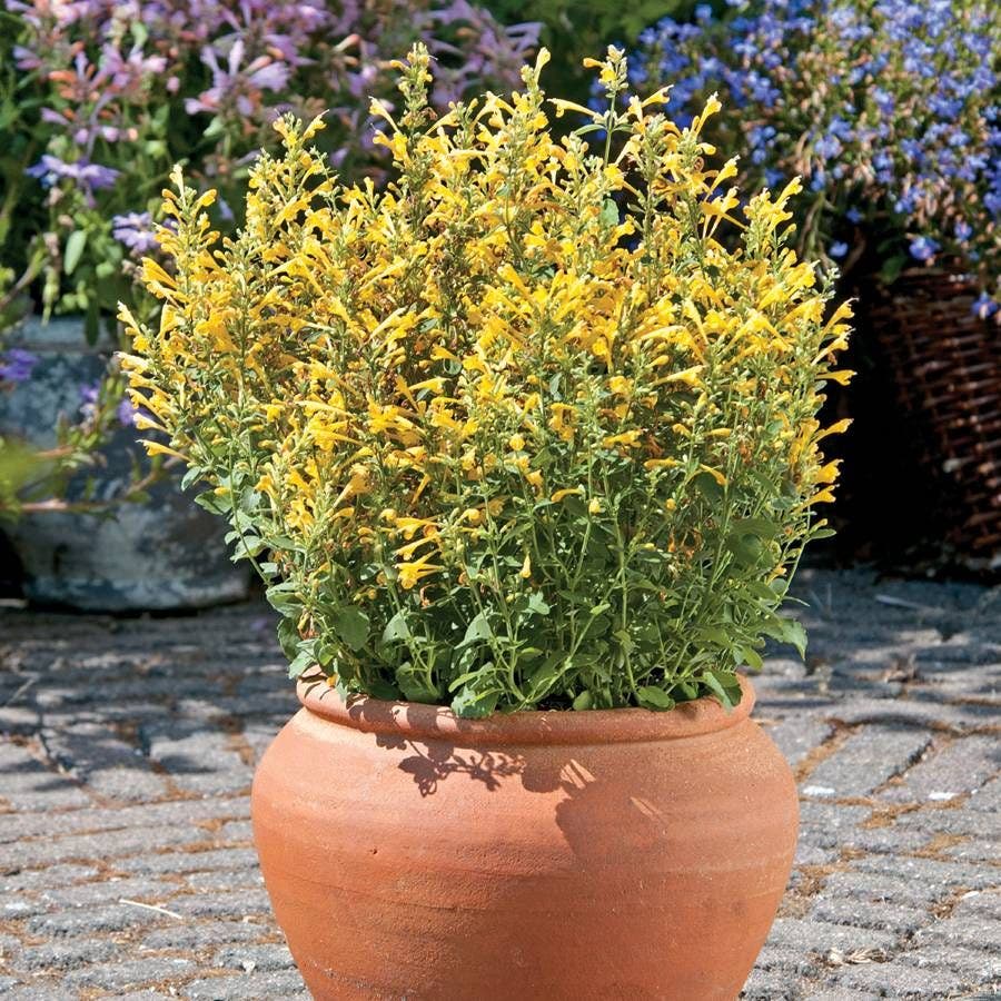 Agastache Arizona™ Sun Hyssop Seeds