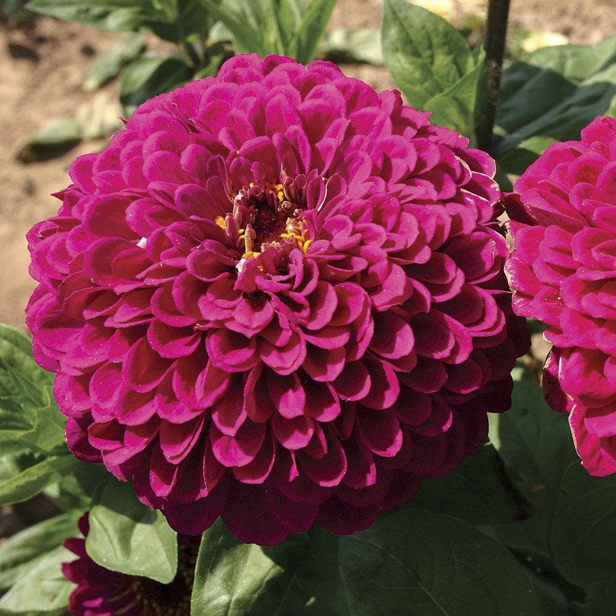 'Tudor' Zinnia Seeds