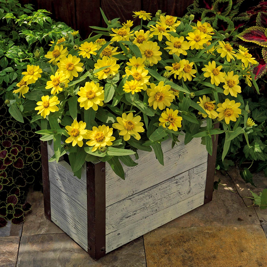 Profusion Lemon Zinnia Seeds