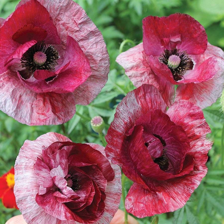 Raspberry Ripple Poppy Seeds