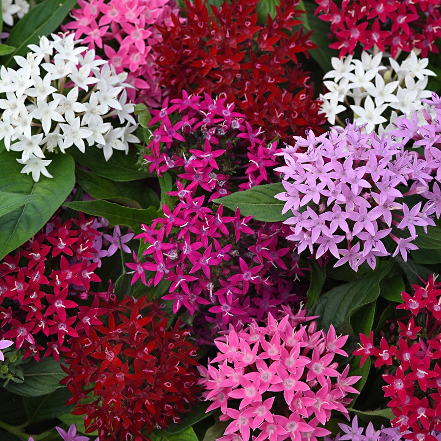 Lucky Star® Mixture Pentas Seeds
