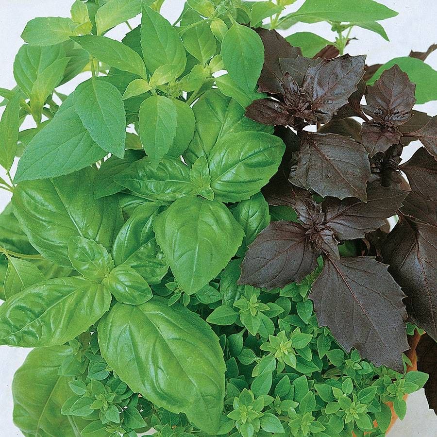 Culinary Blend Basil Seeds